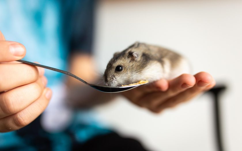kleiner Hamster wird gefüttert